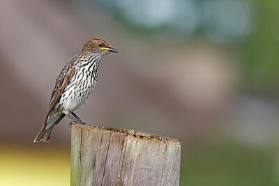 BUITEN BEELD Foto: 450217