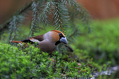 BUITEN BEELD Foto: 450218