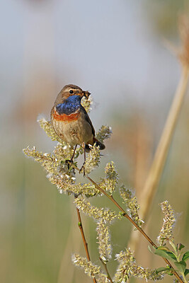BUITEN BEELD Foto: 450219