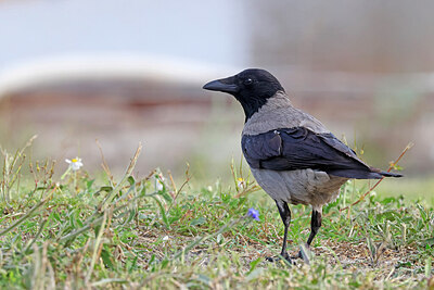 BUITEN BEELD Foto: 450220