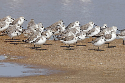 BUITEN BEELD Foto: 450225