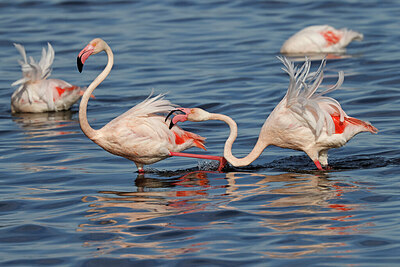 BUITEN BEELD Foto: 450226