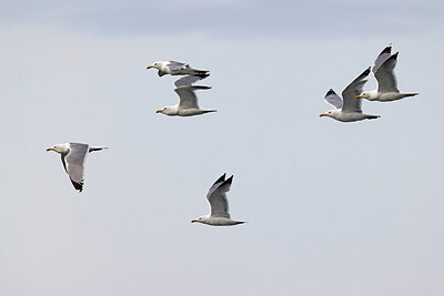 BUITEN BEELD Foto: 450231