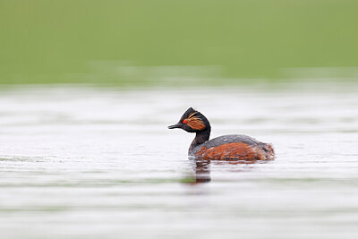 BUITEN BEELD Foto: 450233