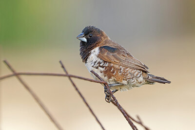 BUITEN BEELD Foto: 450235