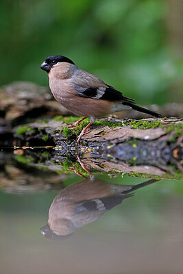BUITEN BEELD Foto: 450236