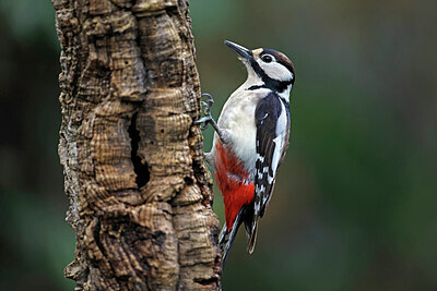 BUITEN BEELD Foto: 450240