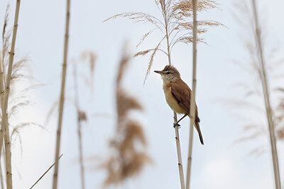 BUITEN BEELD Foto: 450241
