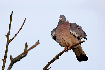 BUITEN BEELD Foto: 450244