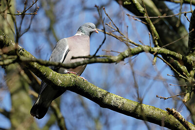 BUITEN BEELD Foto: 450245