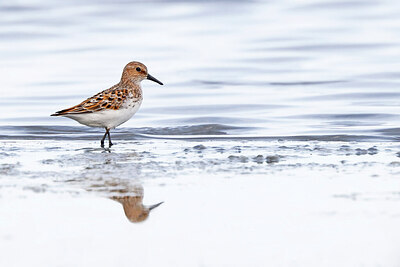 BUITEN BEELD Foto: 450246