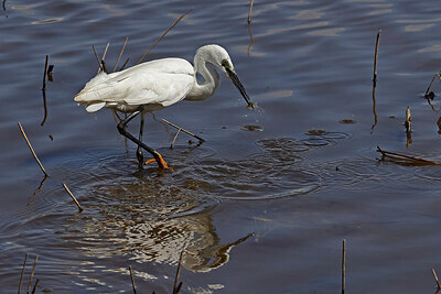BUITEN BEELD Foto: 450248