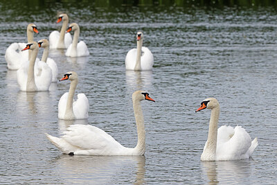BUITEN BEELD Foto: 450250