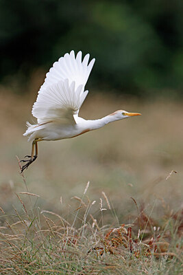 BUITEN BEELD Foto: 450251