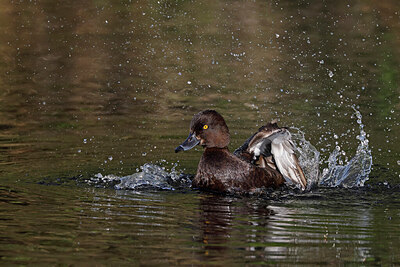 BUITEN BEELD Foto: 450253