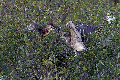 BUITEN BEELD Foto: 450254