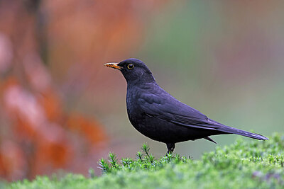 BUITEN BEELD Foto: 450255