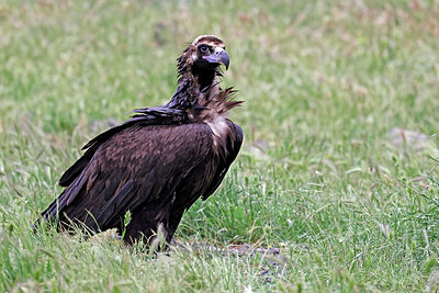 BUITEN BEELD Foto: 450256