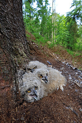 BUITEN BEELD Foto: 450259