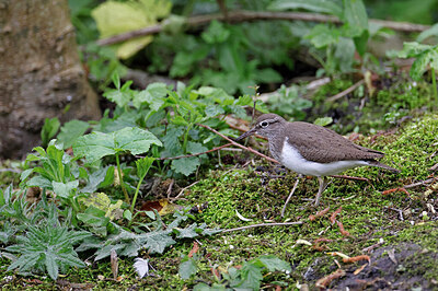 BUITEN BEELD Foto: 450261