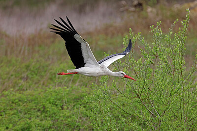 BUITEN BEELD Foto: 450262