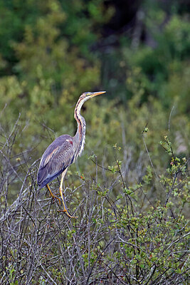 BUITEN BEELD Foto: 450264