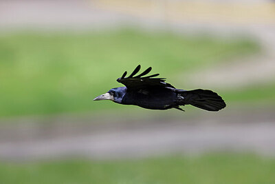 BUITEN BEELD Foto: 450269