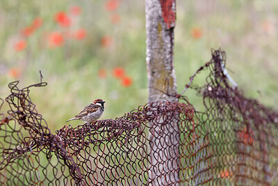 BUITEN BEELD Foto: 450270