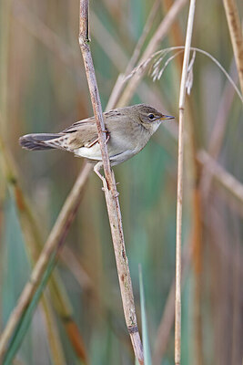 BUITEN BEELD Foto: 450271