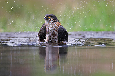 BUITEN BEELD Foto: 450272