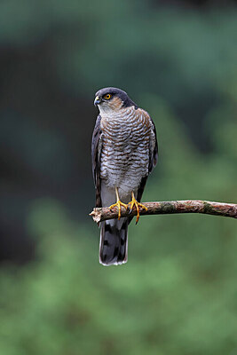 BUITEN BEELD Foto: 450273