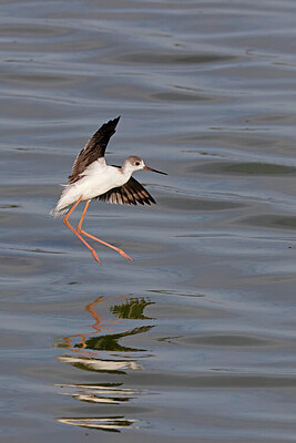 BUITEN BEELD Foto: 450274