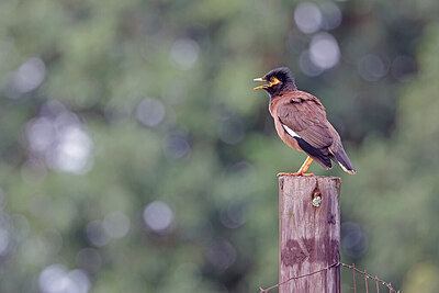 BUITEN BEELD Foto: 450275