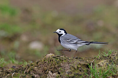 BUITEN BEELD Foto: 450279