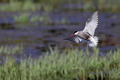 BUITEN BEELD Foto: 450280