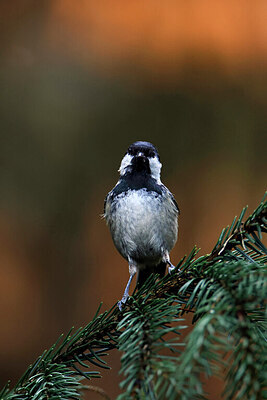 BUITEN BEELD Foto: 450281