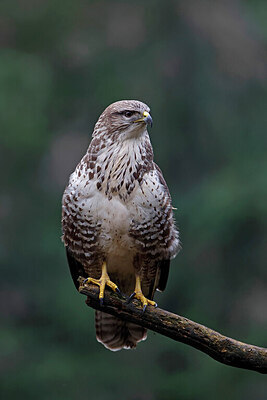 BUITEN BEELD Foto: 450284