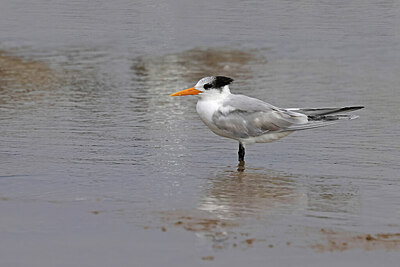 BUITEN BEELD Foto: 450285