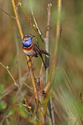 BUITEN BEELD Foto: 450287