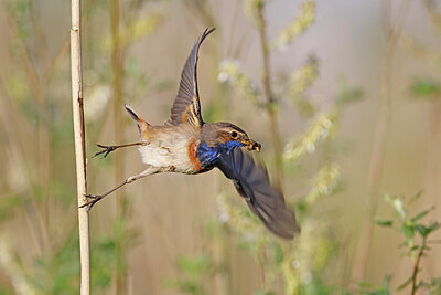 BUITEN BEELD Foto: 450288