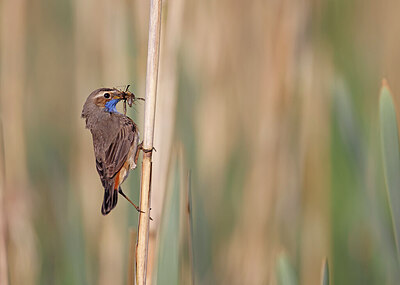 BUITEN BEELD Foto: 450289