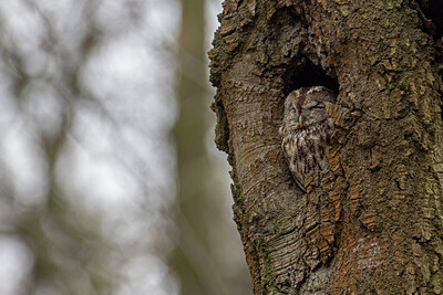 BUITEN BEELD Foto: 450290