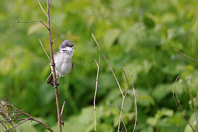 BUITEN BEELD Foto: 450292