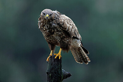 BUITEN BEELD Foto: 450294