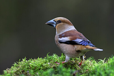 BUITEN BEELD Foto: 450298