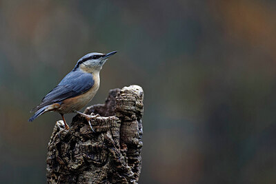 BUITEN BEELD Foto: 450303