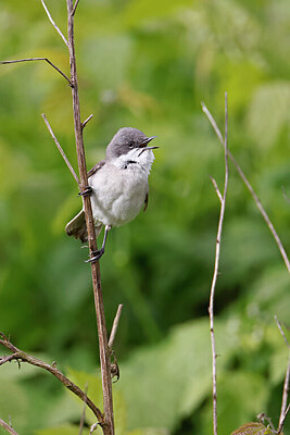 BUITEN BEELD Foto: 450304