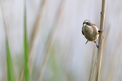 BUITEN BEELD Foto: 450306