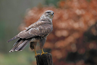 BUITEN BEELD Foto: 450307