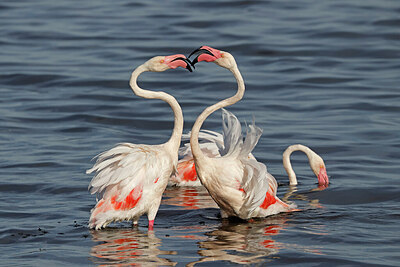 BUITEN BEELD Foto: 450308